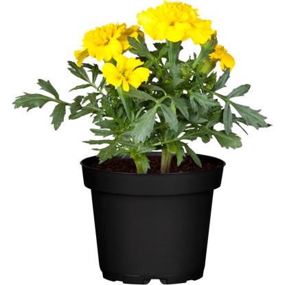 OBI Aksamietnica rozložitá medonosná žlto-oranžová priemer kvetináča cca 12 cm OBI Aksamietnica rozložitá medonosná žlto-oranžová priemer kvetináča cca 12 cm