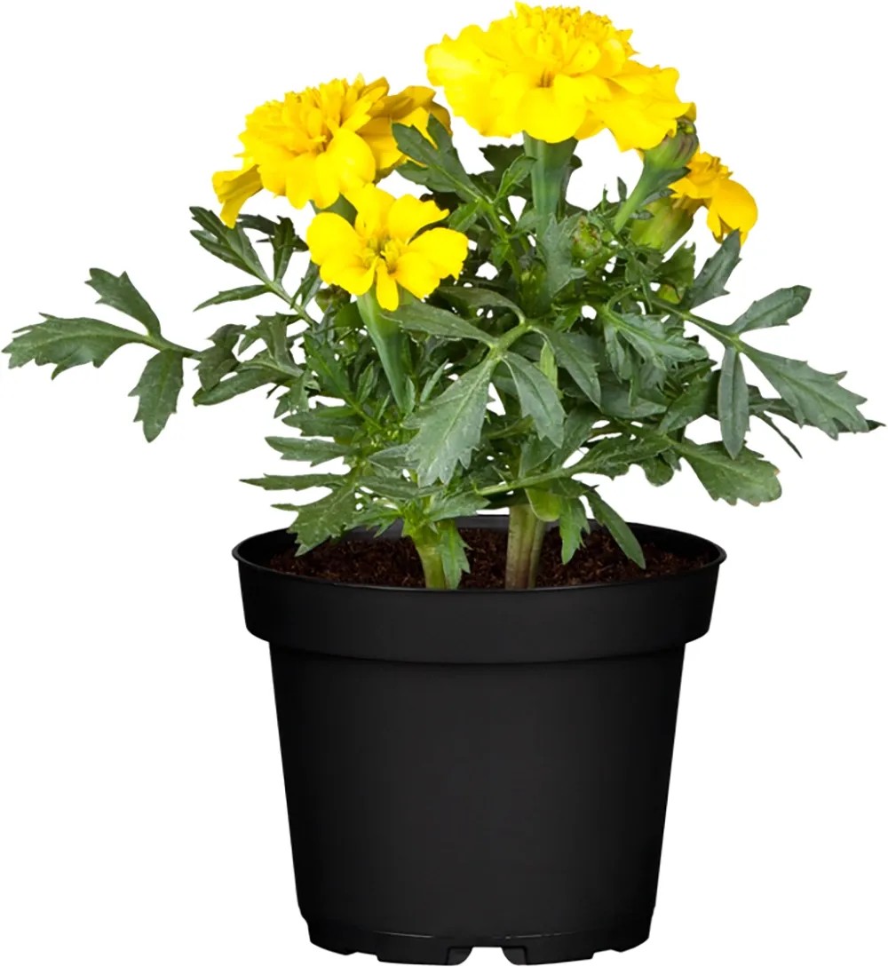 OBI Aksamietnica rozložitá medonosná žlto-oranžová priemer kvetináča cca 12 cm OBI Aksamietnica rozložitá medonosná žlto-oranžová priemer kvetináča cca 12 cm