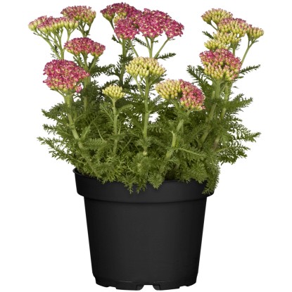 GROW by OBI Rebríček, 30-60 cm, pr. kvetináče cca 12 cm, Achillea millefolium GROW by OBI Rebríček, 30-60 cm, pr. kvetináče cca 12 cm, Achillea millefolium