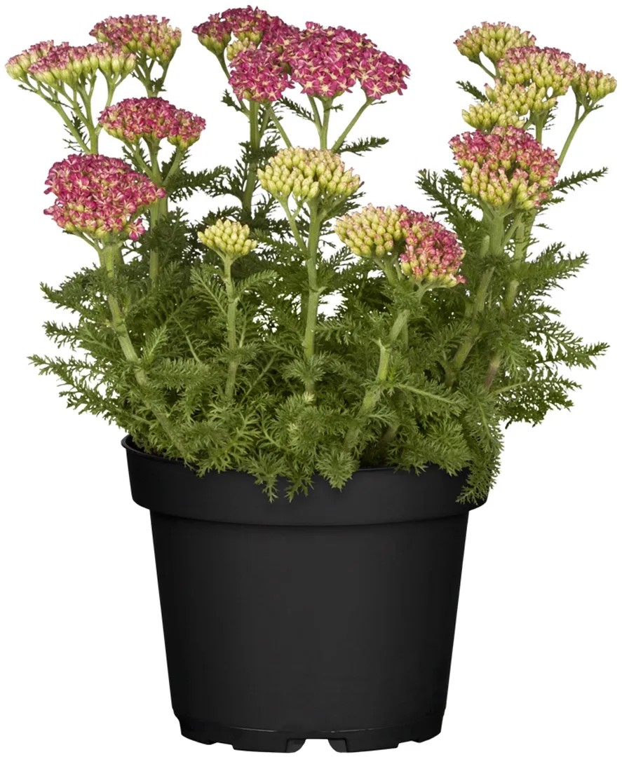 GROW by OBI Rebríček, 30-60 cm, pr. kvetináče cca 12 cm, Achillea millefolium GROW by OBI Rebríček, 30-60 cm, pr. kvetináče cca 12 cm, Achillea millefolium