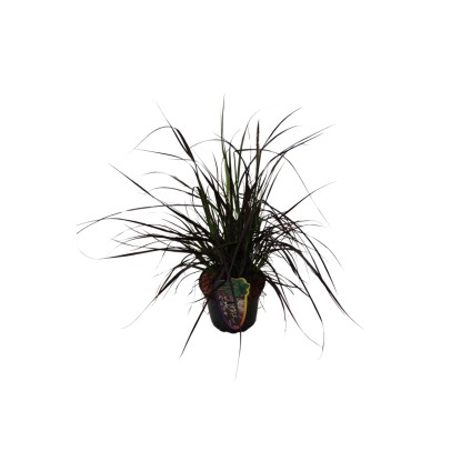 Grow by OBI Perovec (Pennisetum) Rubrum, pr. cca 16 cm Grow by OBI Perovec (Pennisetum) Rubrum, pr. cca 16 cm