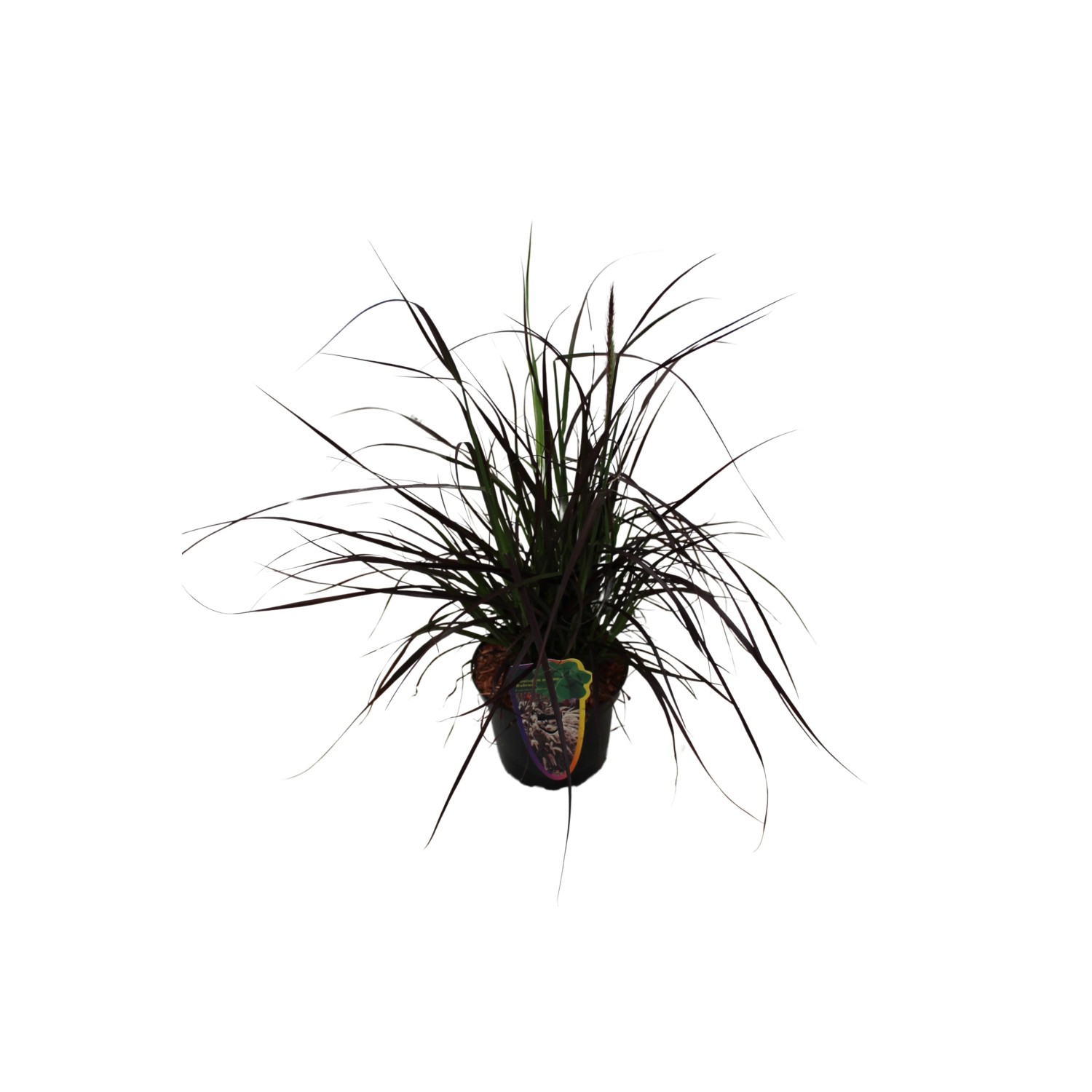 Grow by OBI Perovec (Pennisetum) Rubrum, pr. cca 16 cm Grow by OBI Perovec (Pennisetum) Rubrum, pr. cca 16 cm