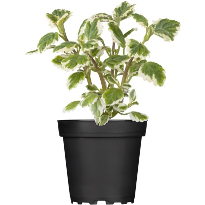 Plektrant priemer kvetináča cca 11 cm Plektrant priemer kvetináča cca 11 cm