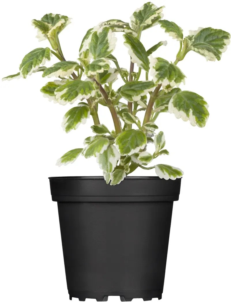 Plektrant priemer kvetináča cca 11 cm Plektrant priemer kvetináča cca 11 cm