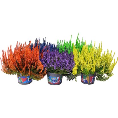 Vres obyčajný "Smadies" priemer kvetináča cca 12 cm Calluna Vres obyčajný "Smadies" priemer kvetináča cca 12 cm Calluna