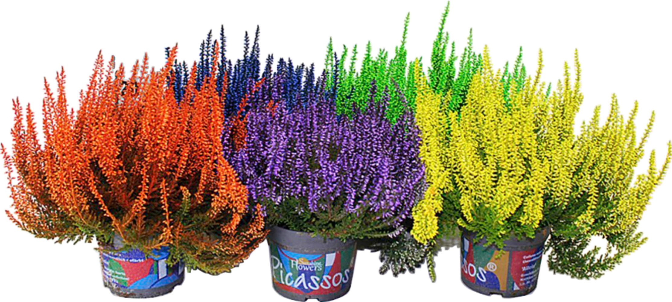 Vres obyčajný "Smadies" priemer kvetináča cca 12 cm Calluna Vres obyčajný "Smadies" priemer kvetináča cca 12 cm Calluna