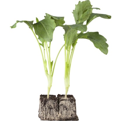 OBI Kaleráb biely miska so 6 ks Brassica OBI Kaleráb biely miska so 6 ks Brassica