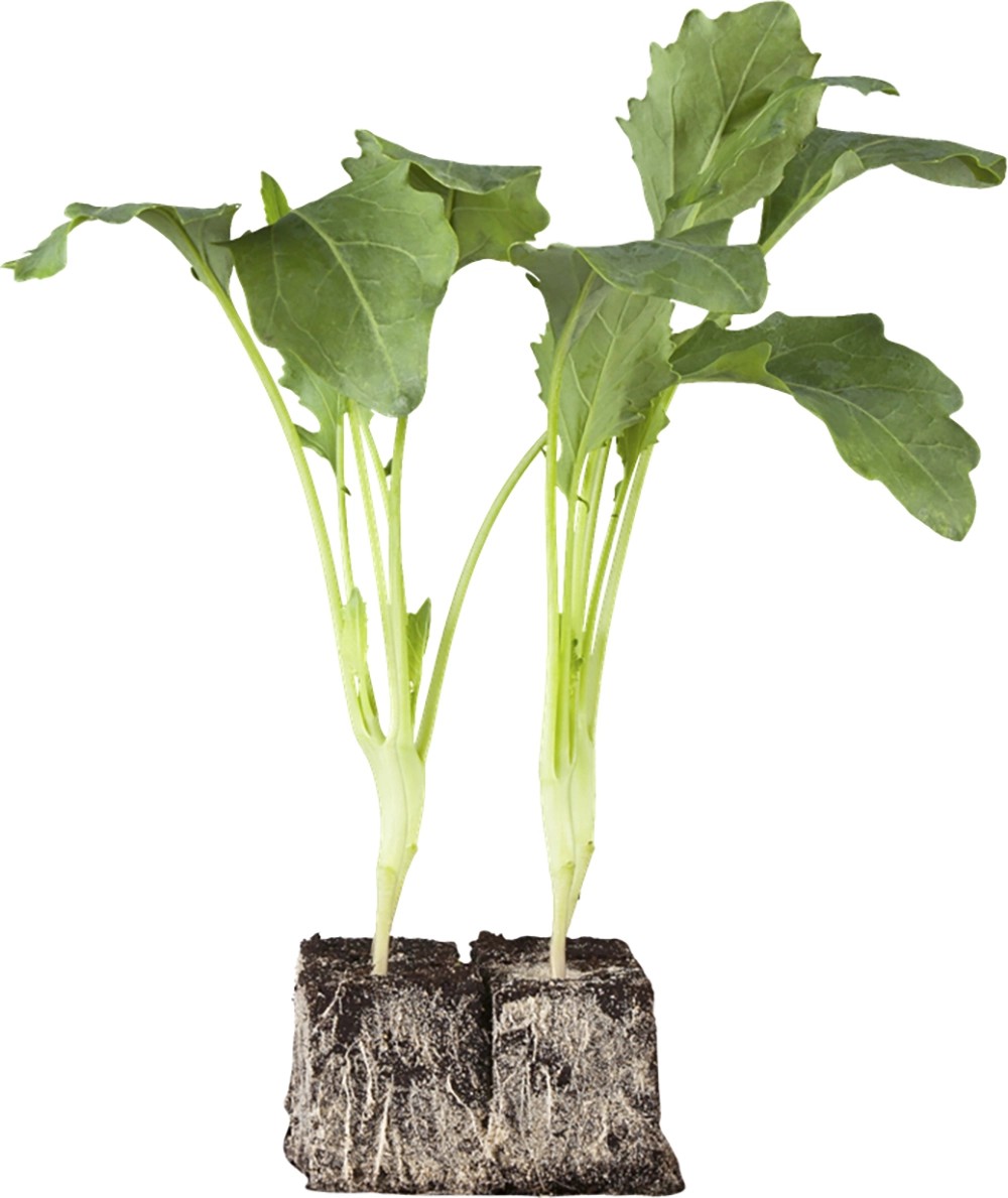 OBI Kaleráb biely miska so 6 ks Brassica OBI Kaleráb biely miska so 6 ks Brassica