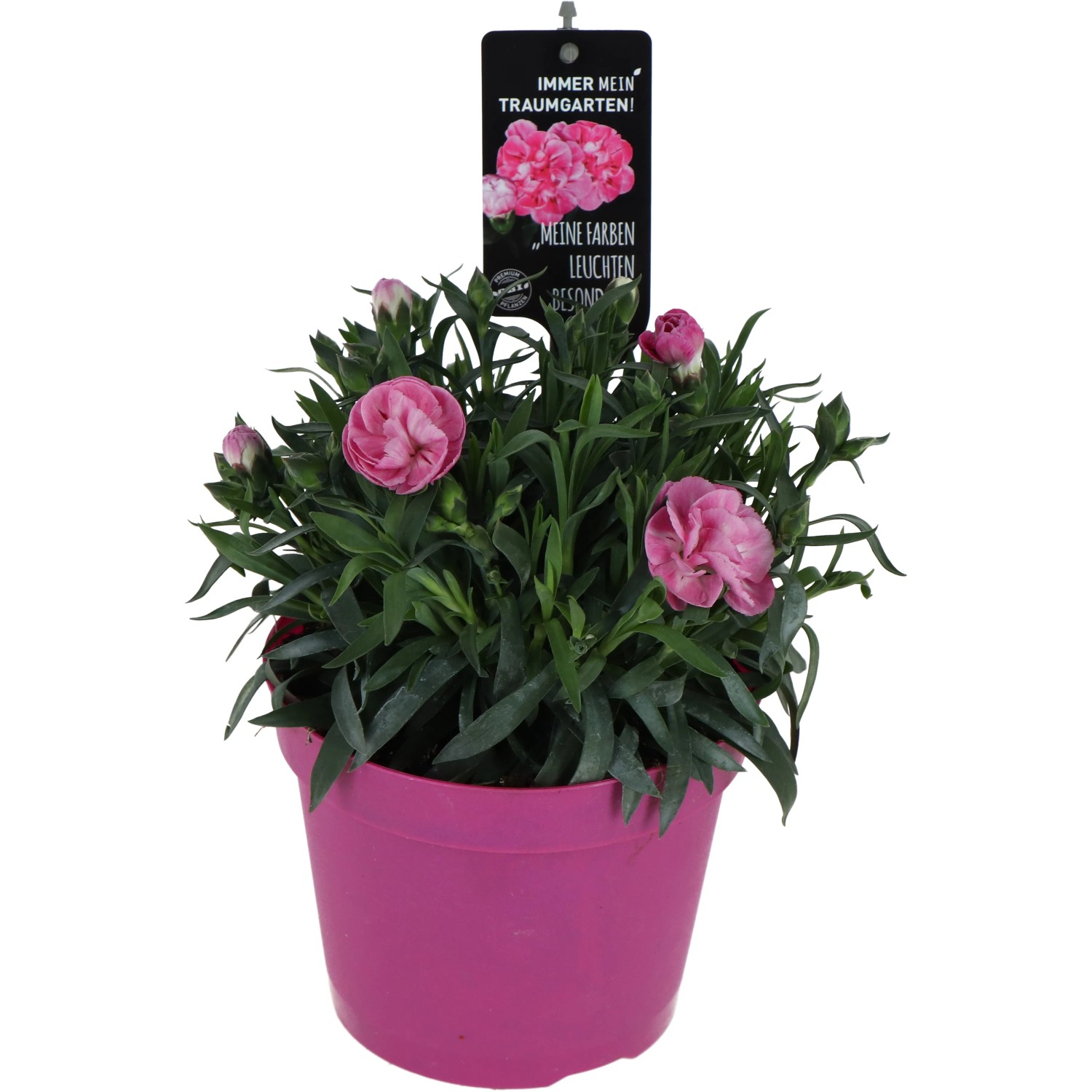 OBI Klinček bradatý "Doublelicious Macy" výška cca 20 - 25 cm priemer kvetináča OBI Klinček bradatý "Doublelicious Macy" výška cca 20 - 25 cm priemer kvetináča