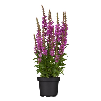 Cyprej vŕbice (Lythrum salicaria), purpurová, pr. kv. cca 15 cm Cyprej vŕbice (Lythrum salicaria), purpurová, pr. kv. cca 15 cm