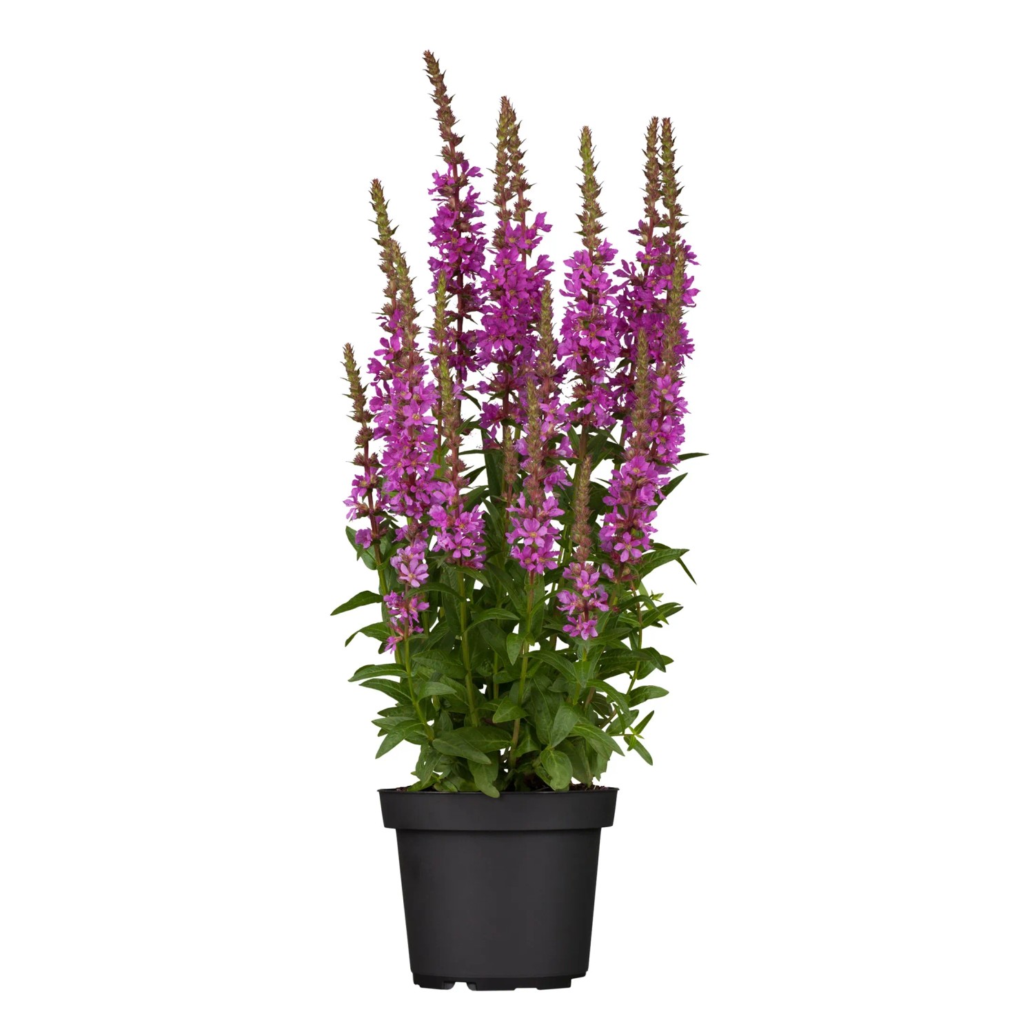 Cyprej vŕbice (Lythrum salicaria), purpurová, pr. kv. cca 15 cm Cyprej vŕbice (Lythrum salicaria), purpurová, pr. kv. cca 15 cm
