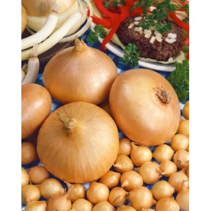 GardenSeed Premium Cibuľa sadzačka Štutgarstká 300 g GardenSeed Premium Cibuľa sadzačka Štutgarstká 300 g