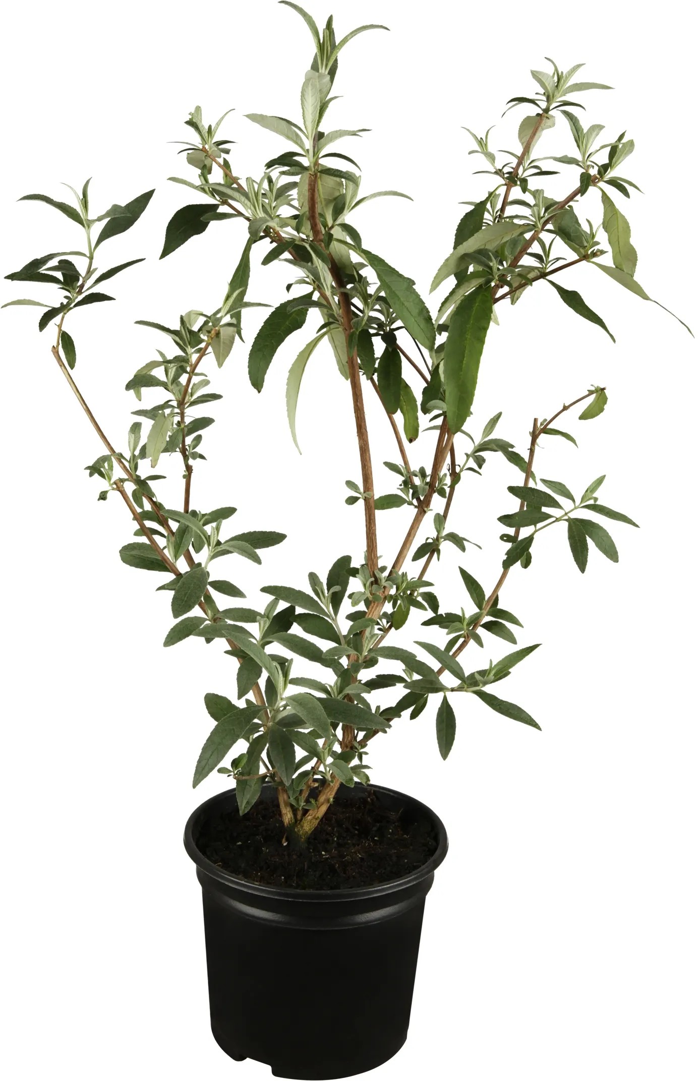 Zakrpatený motýlí ker Buzz Modrá v kvetináči, výška cca 20-30 cm. Zakrpatený motýlí ker Buzz Modrá v kvetináči, výška cca 20-30 cm.