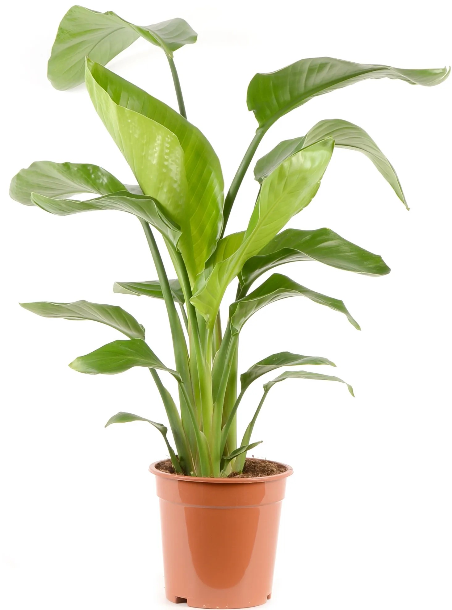 GROW by OBI Strelícia natalská (Strelitzia nicolai) výška 110-140 cm, pr. 21 cm GROW by OBI Strelícia natalská (Strelitzia nicolai) výška 110-140 cm, pr. 21 cm