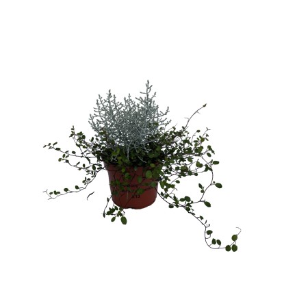 Drôtovec Muehlenbeckia complexa s tmavozelenými, plazivými listami v 12 cm kvetináči. Bez rašeliny, ideálny do závesov. Drôtovec Muehlenbeckia complexa s tmavozelenými, plazivými listami v 12 cm kvetináči. Bez rašeliny, ideálny do závesov.