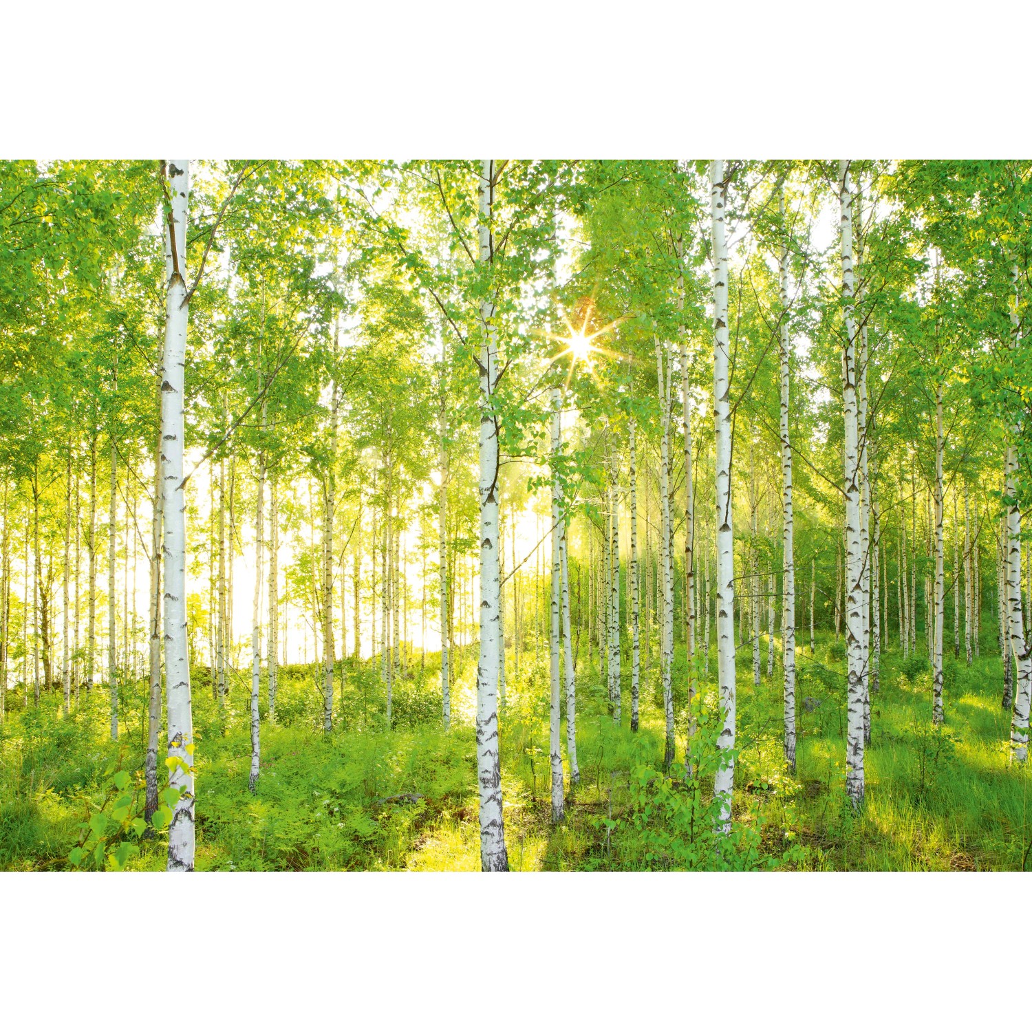 Komar Vliesová fototapeta Sunday 368 x 248 cm Komar Vliesová fototapeta Sunday 368 x 248 cm