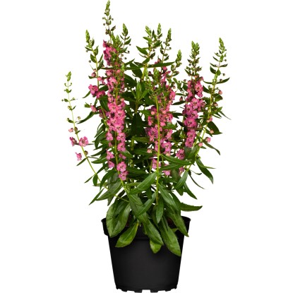 Angelónia úzkolistá (Angelonia angustifolia) pr. cca 13 cm Angelónia úzkolistá (Angelonia angustifolia) pr. cca 13 cm