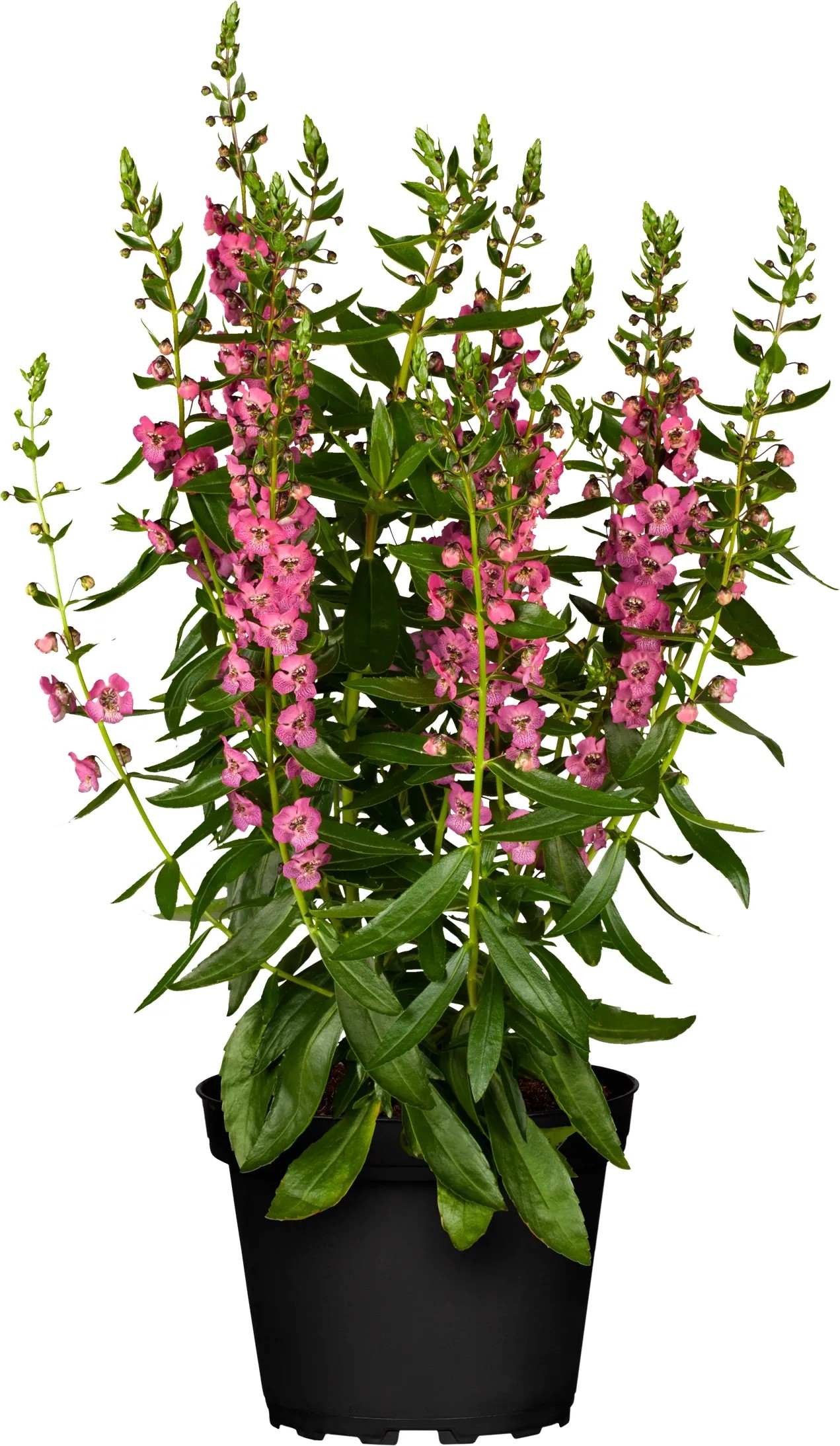 Angelónia úzkolistá (Angelonia angustifolia) pr. cca 13 cm Angelónia úzkolistá (Angelonia angustifolia) pr. cca 13 cm