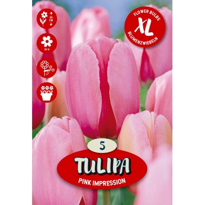 Kvetinová cibuľka tulipánu (Tulipa Darwin Pink Impression) Kvetinová cibuľka tulipánu (Tulipa Darwin Pink Impression)