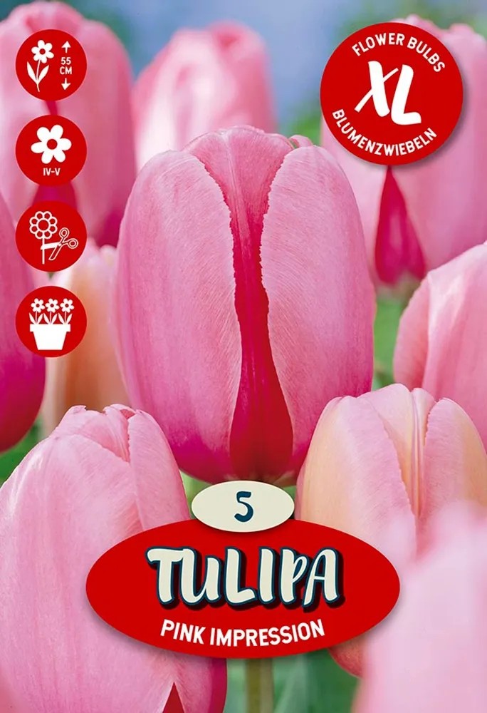 Kvetinová cibuľka tulipánu (Tulipa Darwin Pink Impression) Kvetinová cibuľka tulipánu (Tulipa Darwin Pink Impression)