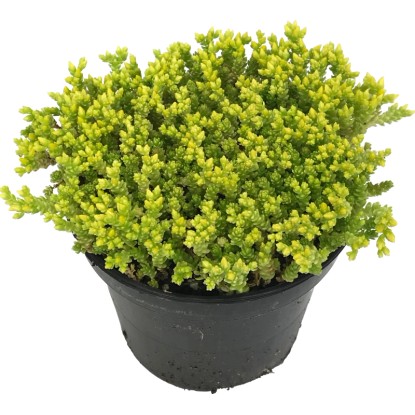 OBI Rozchodník žltý priemer kvetináča cca 12 cm Sedum OBI Rozchodník žltý priemer kvetináča cca 12 cm Sedum