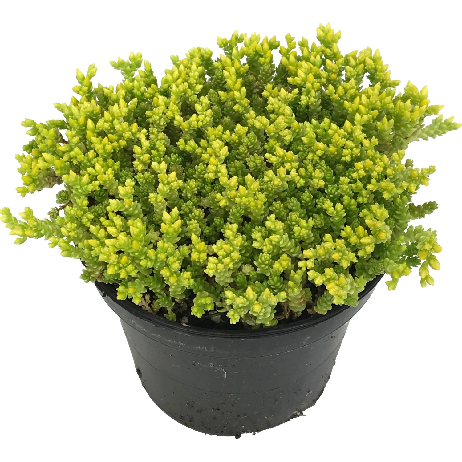 OBI Rozchodník žltý priemer kvetináča cca 12 cm Sedum OBI Rozchodník žltý priemer kvetináča cca 12 cm Sedum