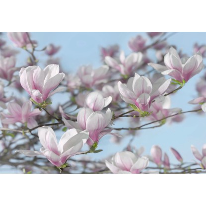 Komar Papierová fototapeta Magnolia, 368 x 254 cm Komar Papierová fototapeta Magnolia, 368 x 254 cm