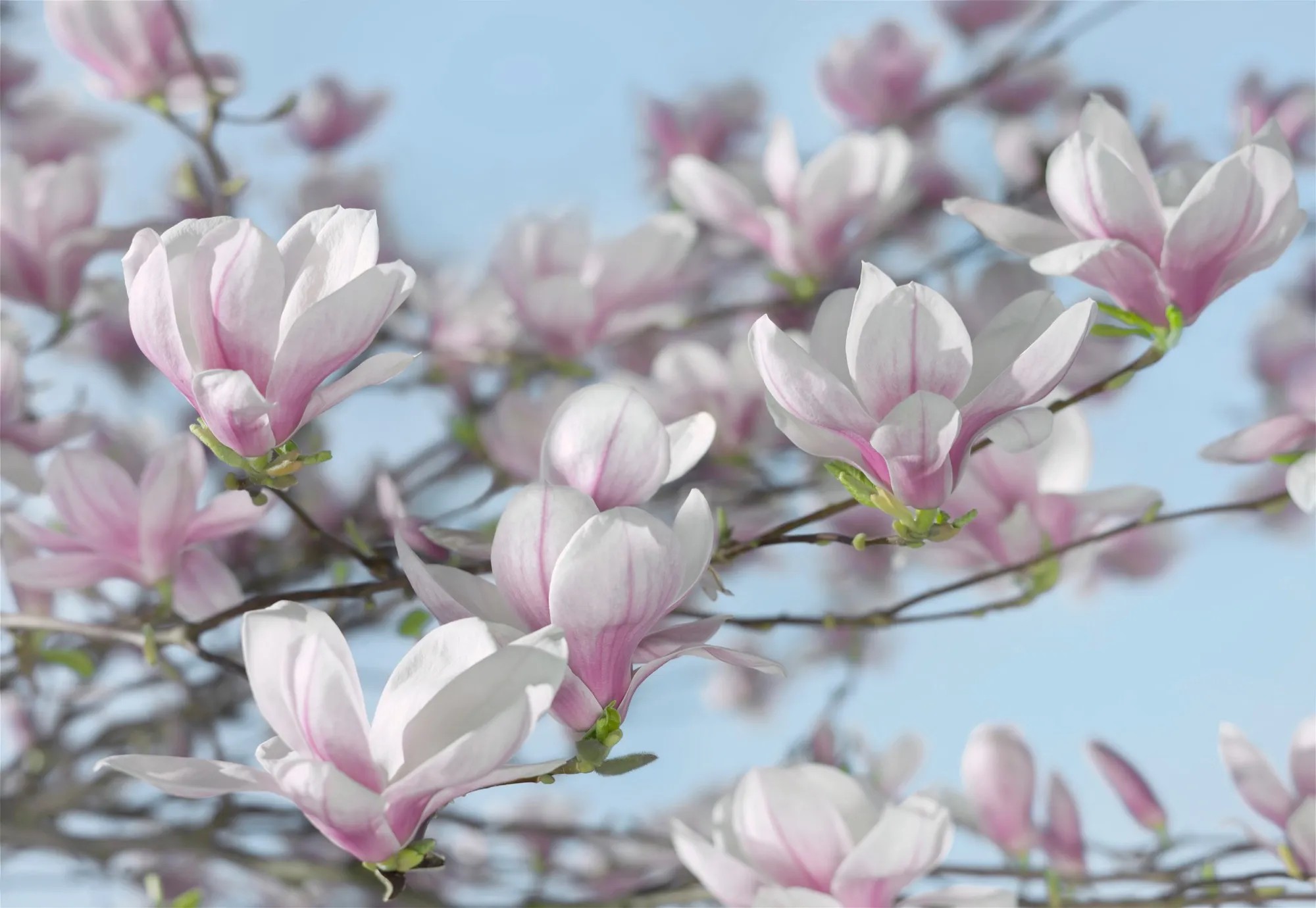 Komar Papierová fototapeta Magnolia, 368 x 254 cm Komar Papierová fototapeta Magnolia, 368 x 254 cm