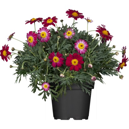 Margarétka "Argyranthemum" pr. květináča cca 14 cm Margarétka "Argyranthemum" pr. květináča cca 14 cm