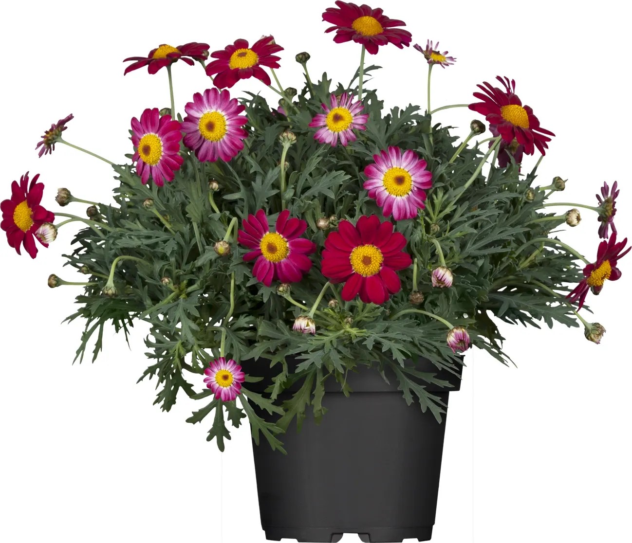 Margarétka "Argyranthemum" pr. květináča cca 14 cm Margarétka "Argyranthemum" pr. květináča cca 14 cm