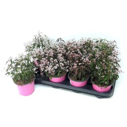 Mliečnik ľubovníkolistý (Euphorbia hypercifolia) "Flamingo" pr. kvetináča 12 cm Mliečnik ľubovníkolistý (Euphorbia hypercifolia) "Flamingo" pr. kvetináča 12 cm