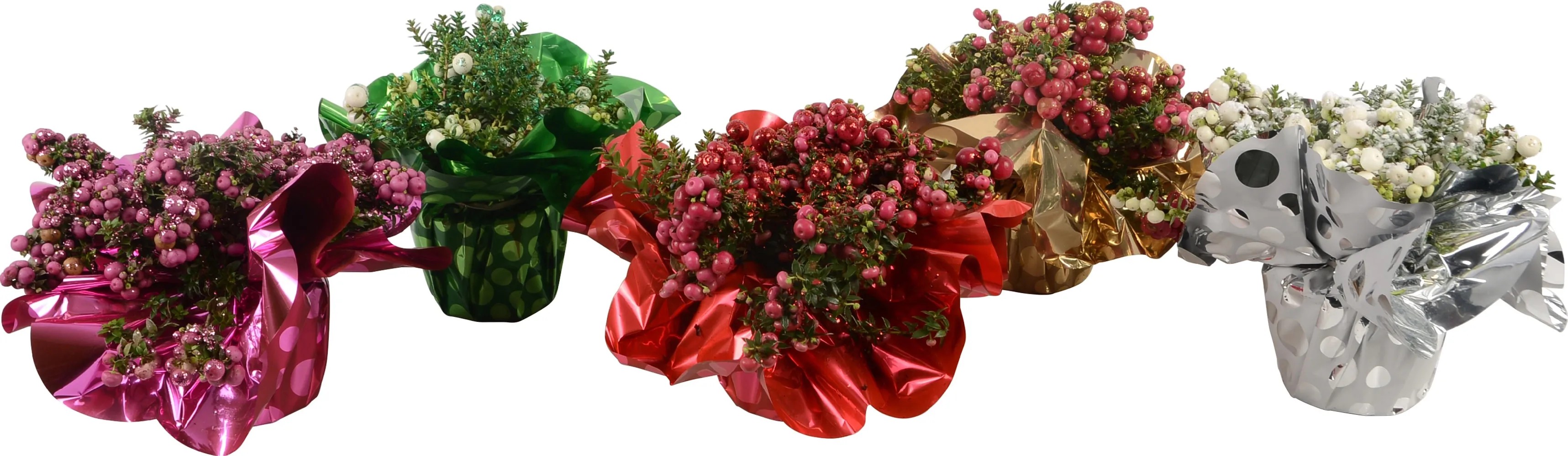 Vianočná pernétia priemer kvetináča cca 10,5 cm Pernettya Vianočná pernétia priemer kvetináča cca 10,5 cm Pernettya