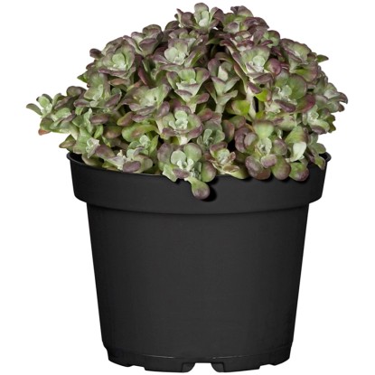 OBI Rozchodník priemer kvetináča cca 13 cm Sedum OBI Rozchodník priemer kvetináča cca 13 cm Sedum