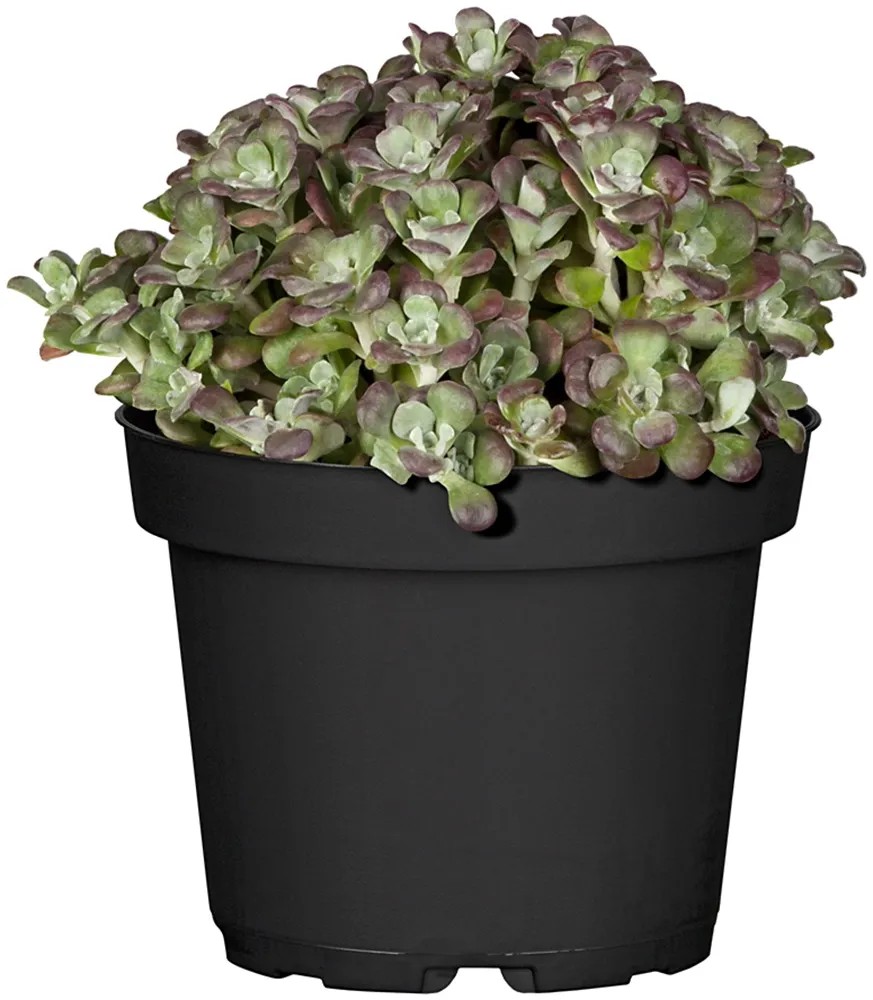 OBI Rozchodník priemer kvetináča cca 13 cm Sedum OBI Rozchodník priemer kvetináča cca 13 cm Sedum