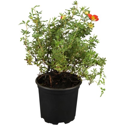 OBI Nátržník krovitý (Potentilla fruticosa) červený, výška 30-40 cm, cca 3 l OBI Nátržník krovitý (Potentilla fruticosa) červený, výška 30-40 cm, cca 3 l