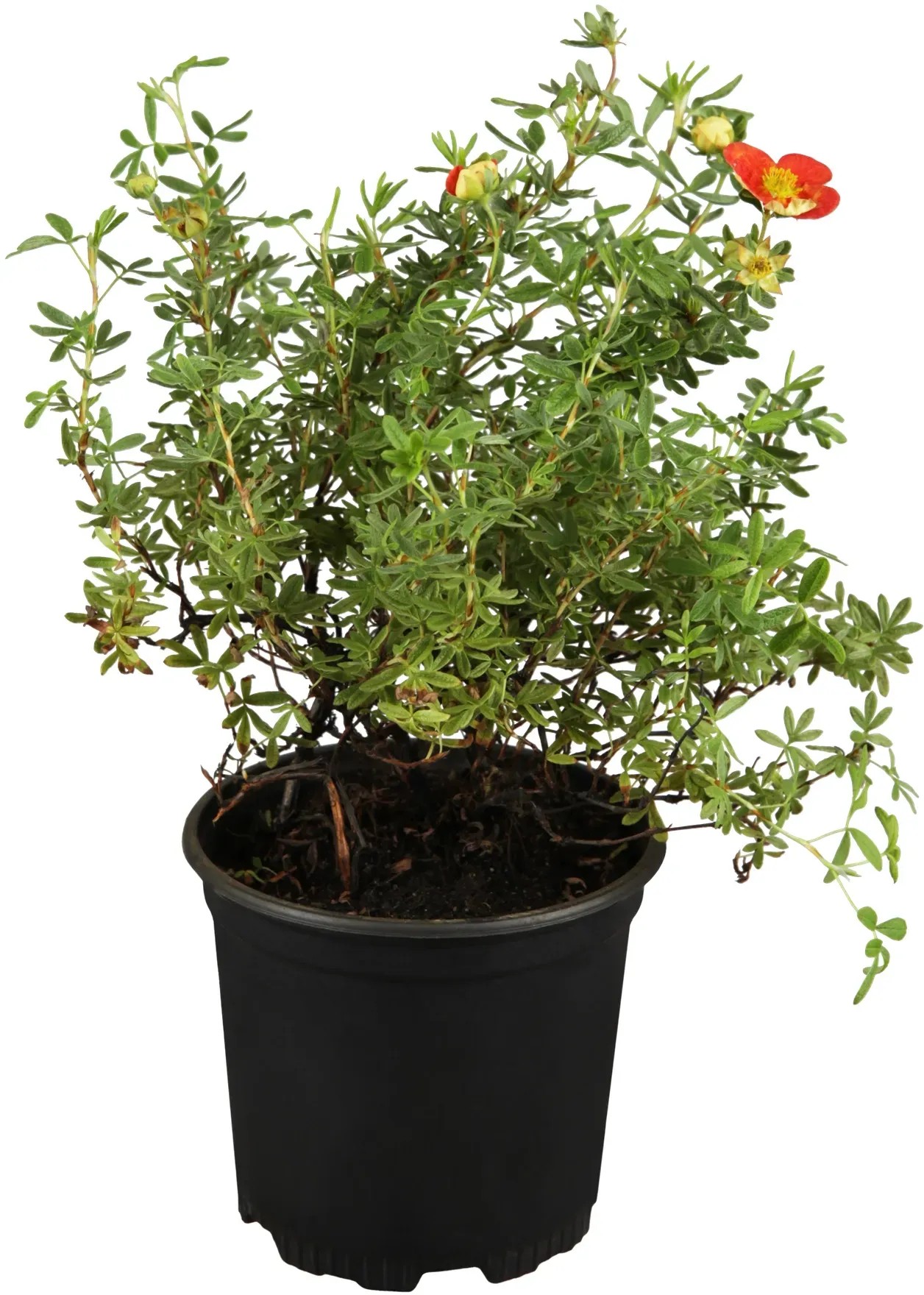 OBI Nátržník krovitý (Potentilla fruticosa) červený, výška 30-40 cm, cca 3 l OBI Nátržník krovitý (Potentilla fruticosa) červený, výška 30-40 cm, cca 3 l