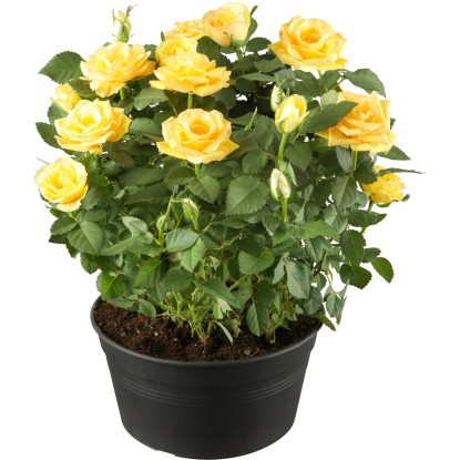 OBI Záhradné ruže žlté výška cca 10 - 20 cm kvetináč cca 3 l OBI Záhradné ruže žlté výška cca 10 - 20 cm kvetináč cca 3 l