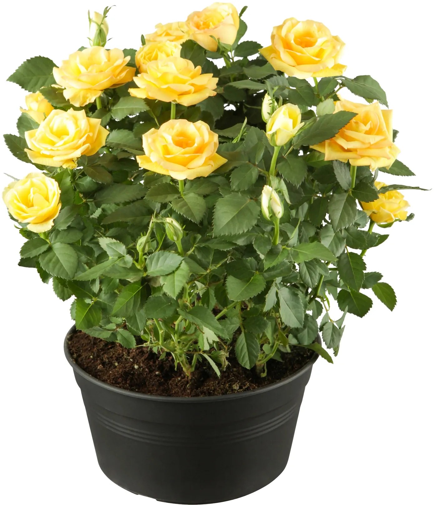 OBI Záhradné ruže žlté výška cca 10 - 20 cm kvetináč cca 3 l OBI Záhradné ruže žlté výška cca 10 - 20 cm kvetináč cca 3 l