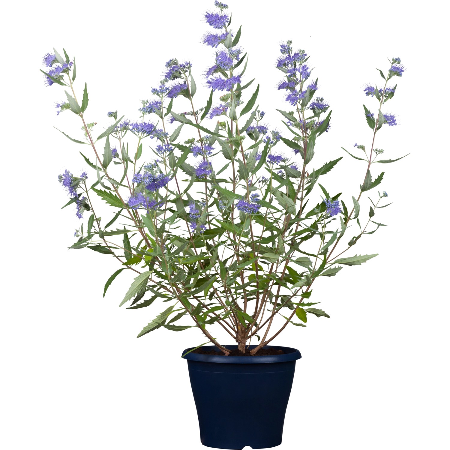 Landgard Orechokrídlec klandonský (Caryopteris x clandonensis) modrý pr. 23 cm Landgard Orechokrídlec klandonský (Caryopteris x clandonensis) modrý pr. 23 cm