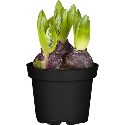 OBI Hyacint východný 3 cibuľky priemer kvetináča cca 12 cm Hyacinthus orientalis OBI Hyacint východný 3 cibuľky priemer kvetináča cca 12 cm Hyacinthus orientalis