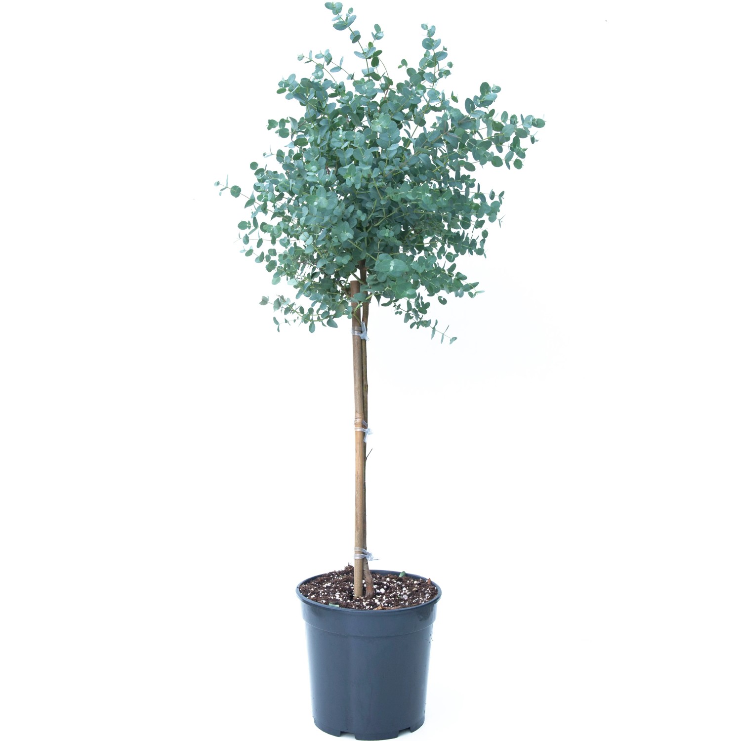 OBI Eukalyptus gunnii (Eukalyptus gunnii) "Azura" výška 50-60 cm, kvetináč 5 l OBI Eukalyptus gunnii (Eukalyptus gunnii) "Azura" výška 50-60 cm, kvetináč 5 l