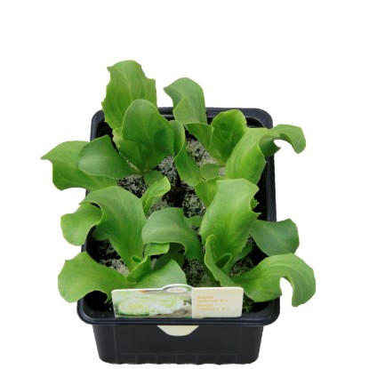 MONTANO Šalát ľadový (Lactuca sativa L.) sadenice miska MONTANO Šalát ľadový (Lactuca sativa L.) sadenice miska