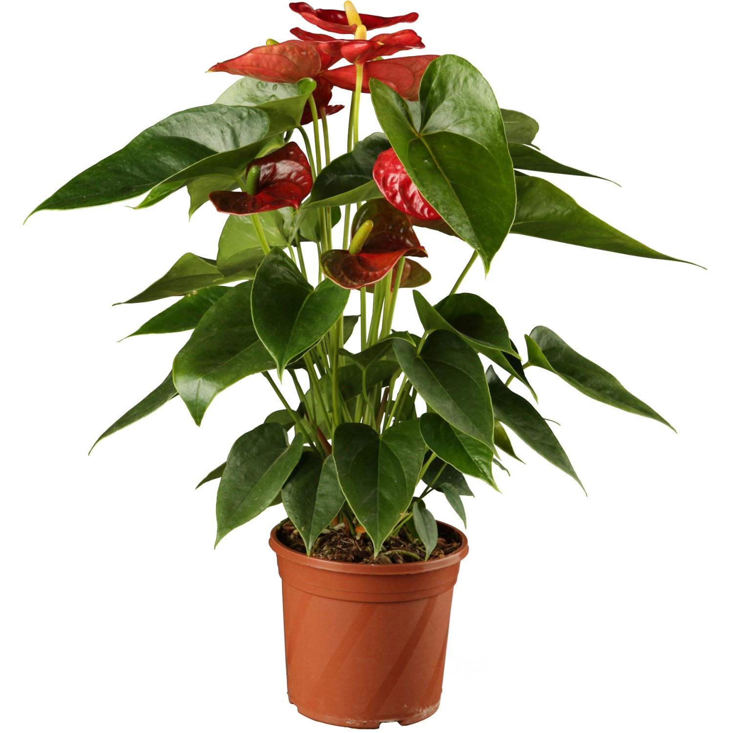 GROW by OBI Antúrium Andreanovo priemer kvetináča cca 12 cm červené GROW by OBI Antúrium Andreanovo priemer kvetináča cca 12 cm červené