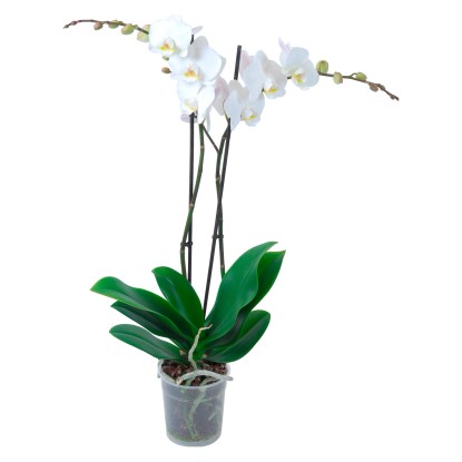 Orchidea Phalaenopsis biela 2-výhonková Orchidea Phalaenopsis biela 2-výhonková