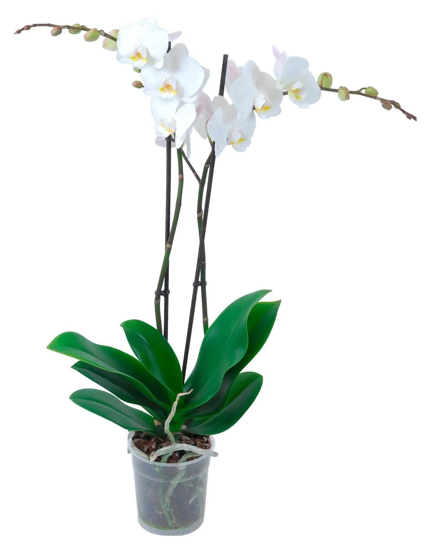 Orchidea Phalaenopsis biela 2-výhonková Orchidea Phalaenopsis biela 2-výhonková