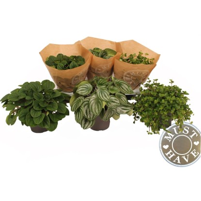 Peprinec (Peperomia), rôzne druhy, výška 30 cm, pr. kvetináče 17 cm Peprinec (Peperomia), rôzne druhy, výška 30 cm, pr. kvetináče 17 cm