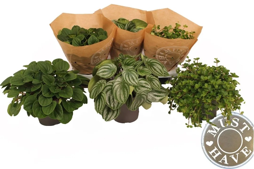 Peprinec (Peperomia), rôzne druhy, výška 30 cm, pr. kvetináče 17 cm Peprinec (Peperomia), rôzne druhy, výška 30 cm, pr. kvetináče 17 cm