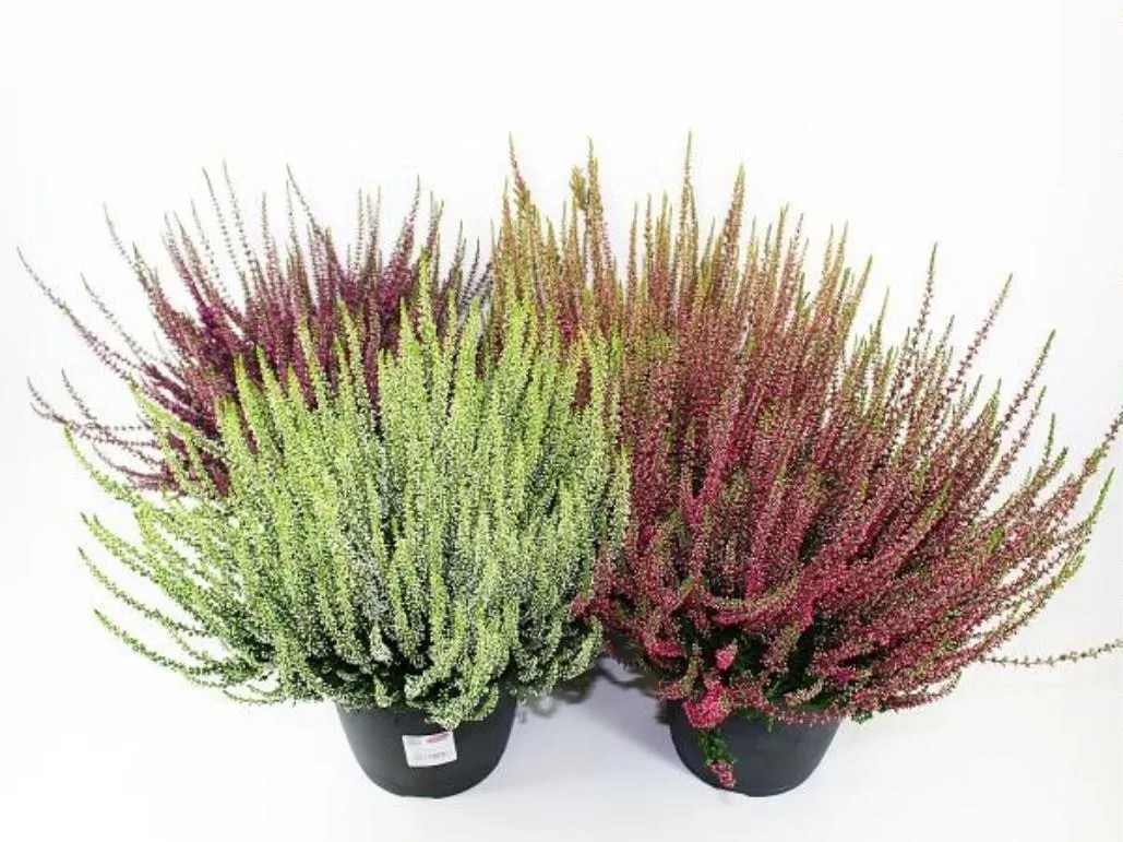 Vres obyčajný (Calluna) Ø kvetináča cca 19 cm rôzne farby Vres obyčajný (Calluna) Ø kvetináča cca 19 cm rôzne farby