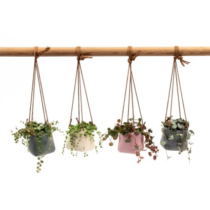 Závesný keramický kvetináč s listnatou rastlinou rôzne druhy priemer cca 6 cm Závesný keramický kvetináč s listnatou rastlinou rôzne druhy priemer cca 6 cm