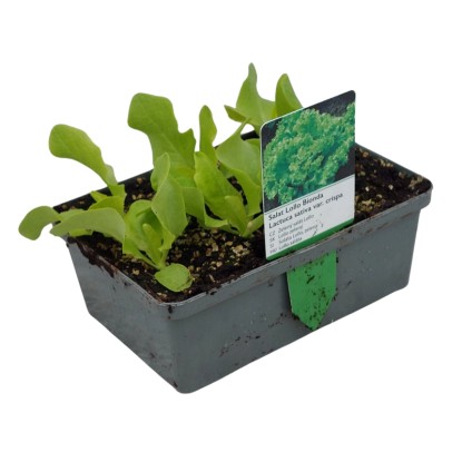 Landgard Šalát kučeravý (Lactuca sativa var. Crispa) "Lollo Bionda" 6 ks v miske Landgard Šalát kučeravý (Lactuca sativa var. Crispa) "Lollo Bionda" 6 ks v miske